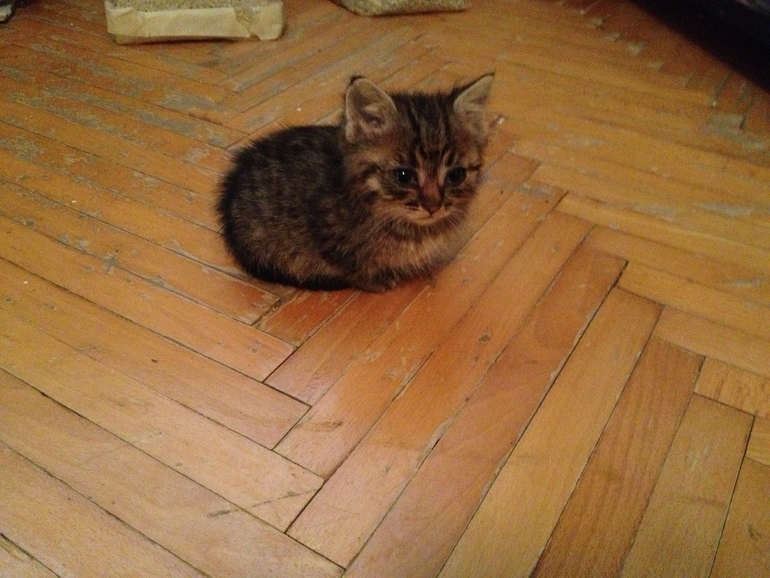 Котенок в добрые руки :)