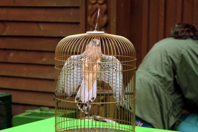 ЭПЦ «Царская пасека»