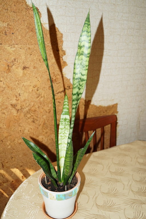 помогите начинающему цветоводу)))