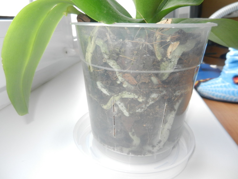 Орхидея после цветения ???ПРАВИЛЬНО ЛИ ???