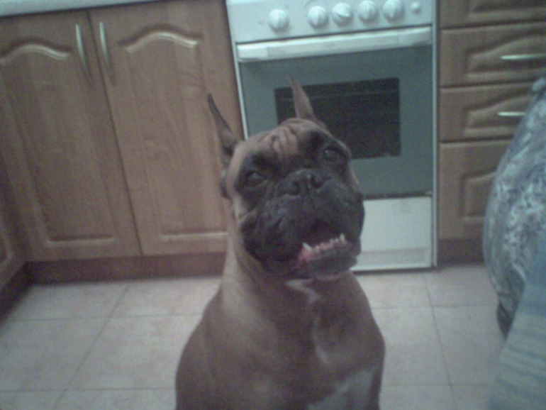 в память о моей любимой первой собаке