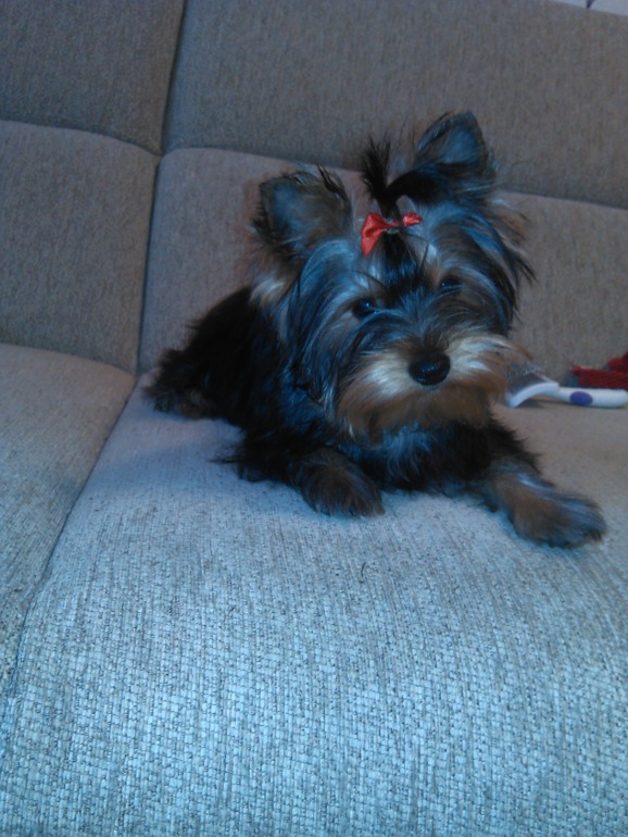 Немного фото моей Микки