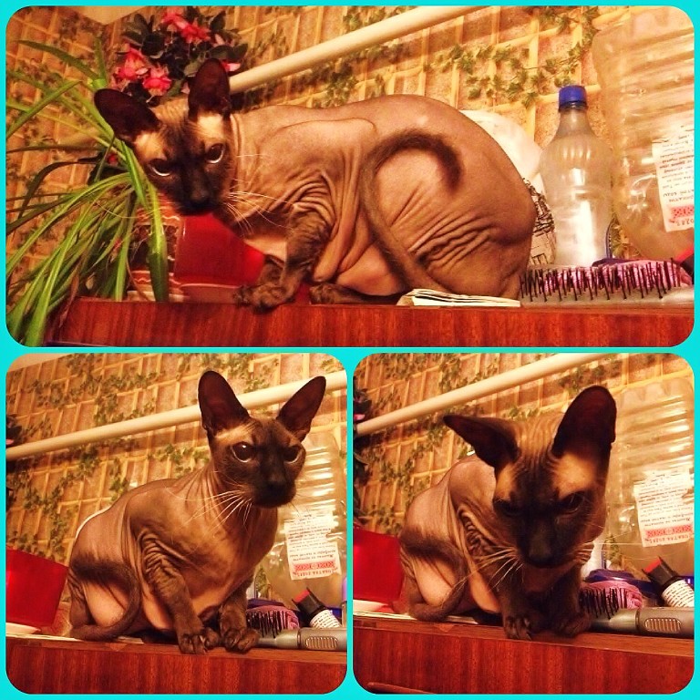 Помогите советами обладатели донских сфинксов!!!!