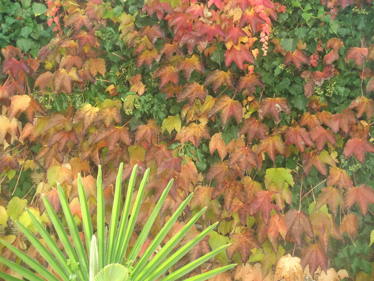 Болезнь листьев