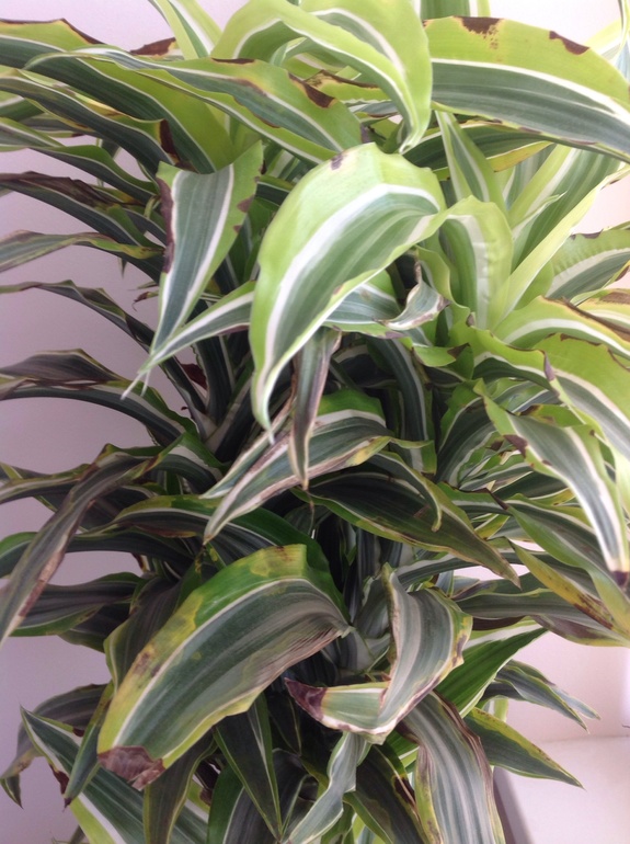 Девочки, спасите мою драцену