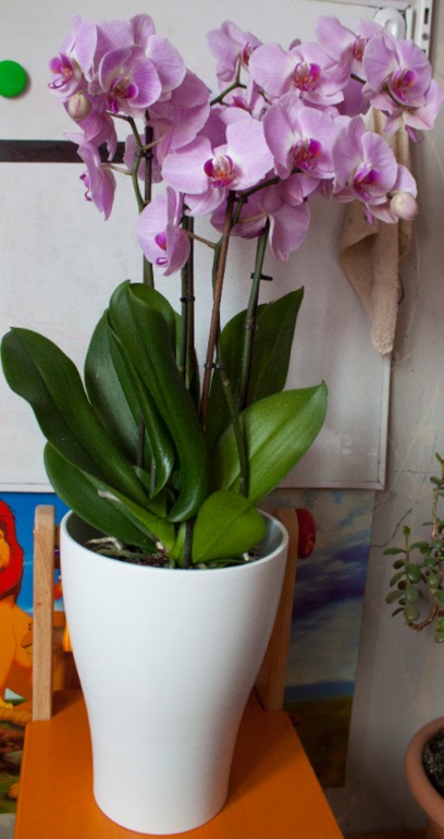 моя орхидейка...