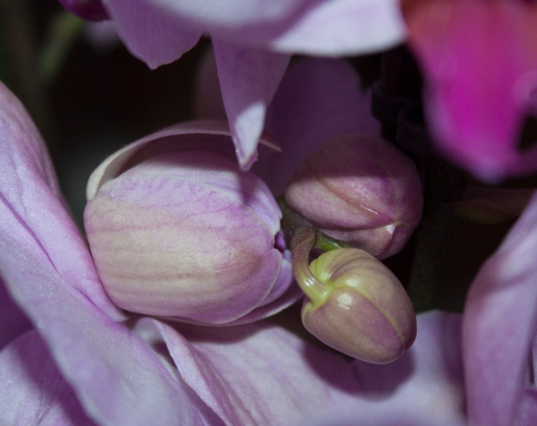 листья скручиваются