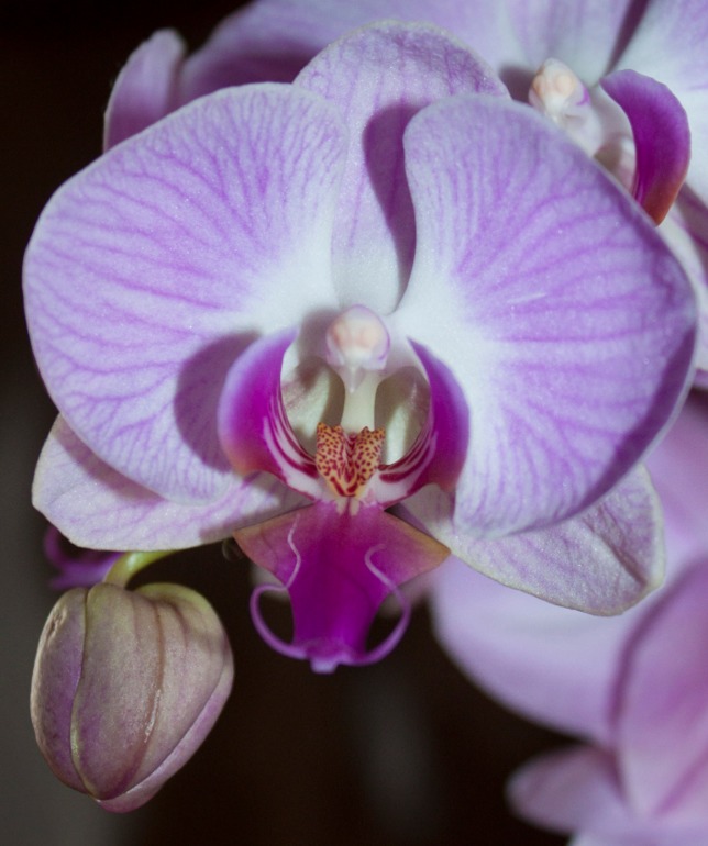 листья скручиваются