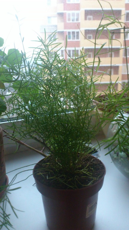 Мои новички