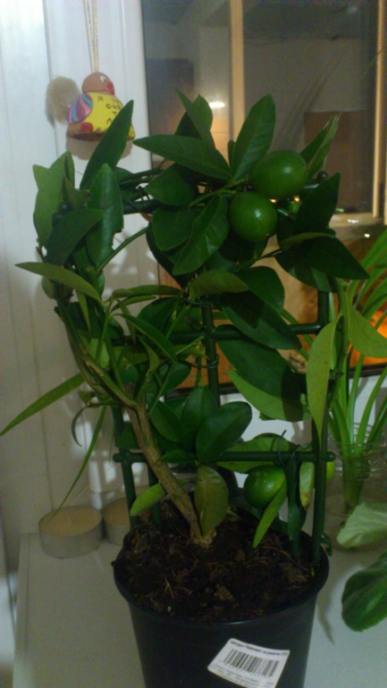 Мои новички