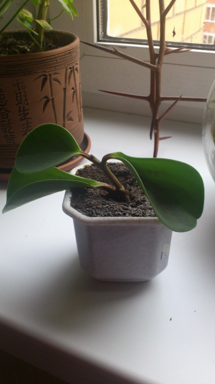 Ну и я похвастаюсь))