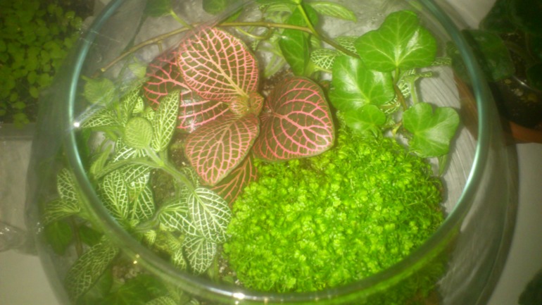 Мои новички