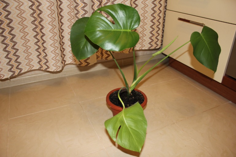 Цветы, растения и все для них.