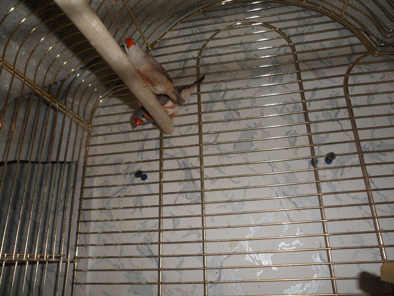 Наши малыши.