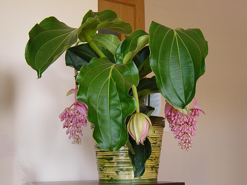 Новый житель.