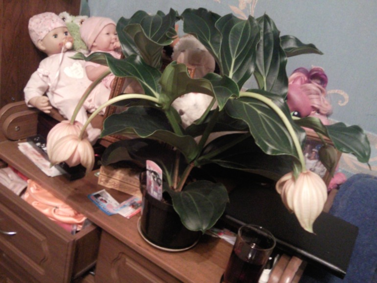 Новый житель.