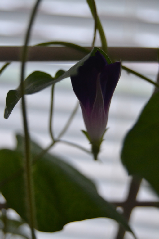 Посадила дочка цветочек