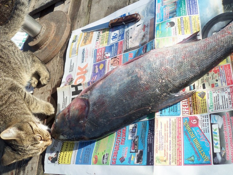 Что нашёл то и моё