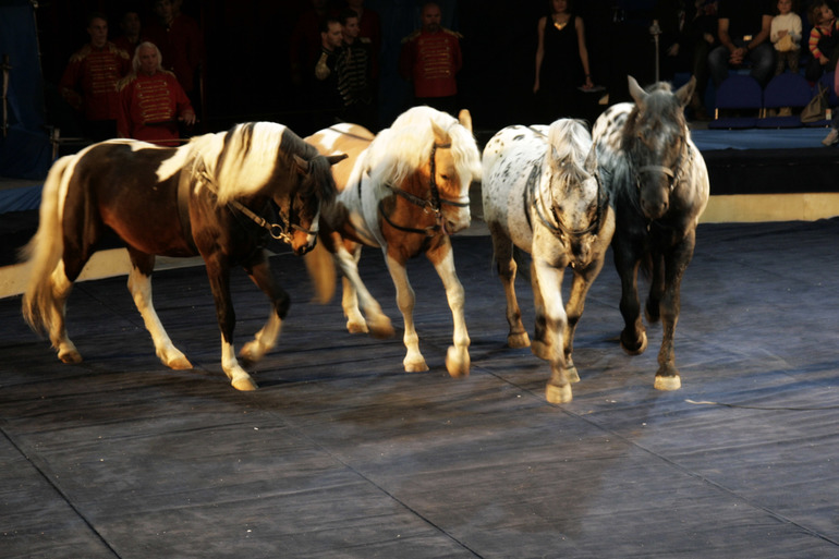 Цирк огромных зверей в Сокольниках. Отзыв)))