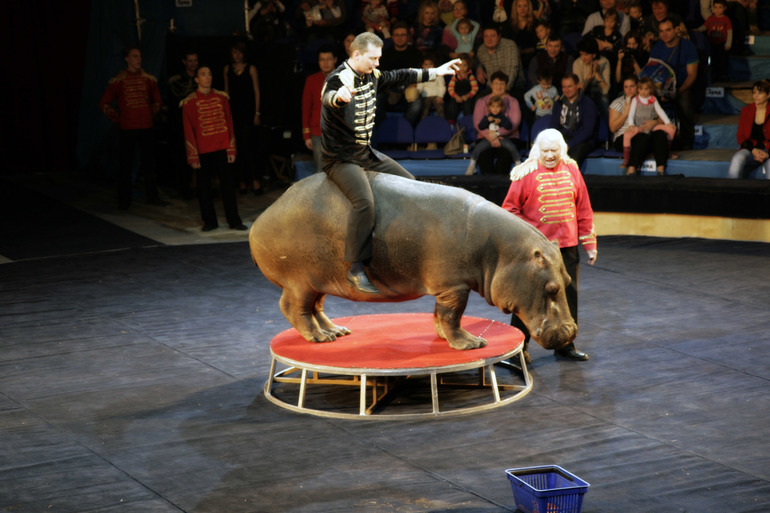 Цирк огромных зверей в Сокольниках. Отзыв)))