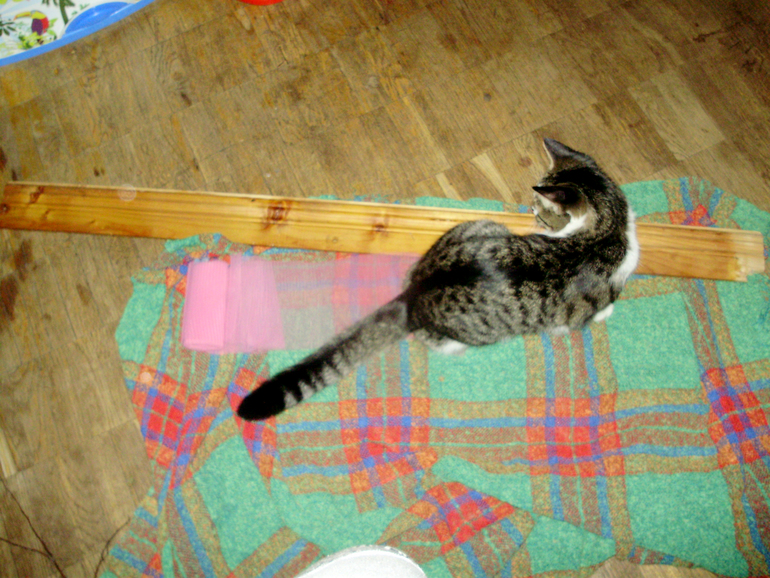 Лесной день