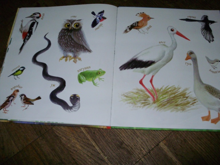 Лесной день