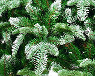 Кто еще не успел купить елочку?