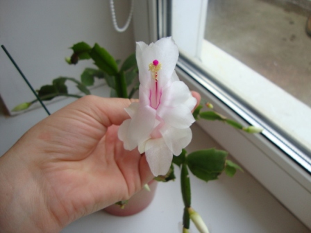 Цветет рождественник