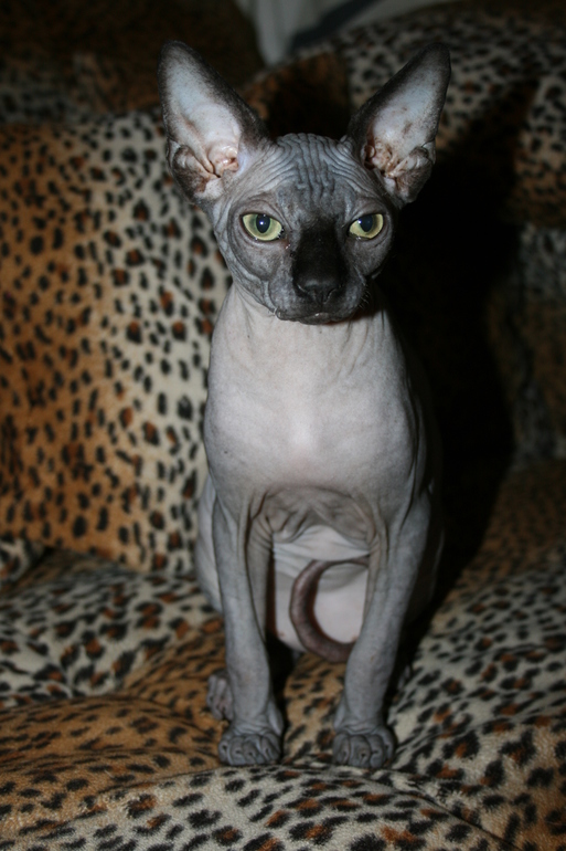 Его величество Анубис.