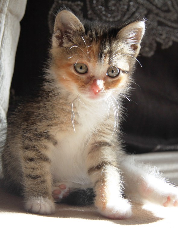 Наш подкидыш