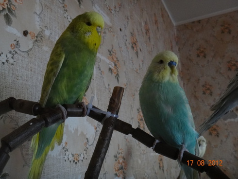 А у меня птичка беременна :)