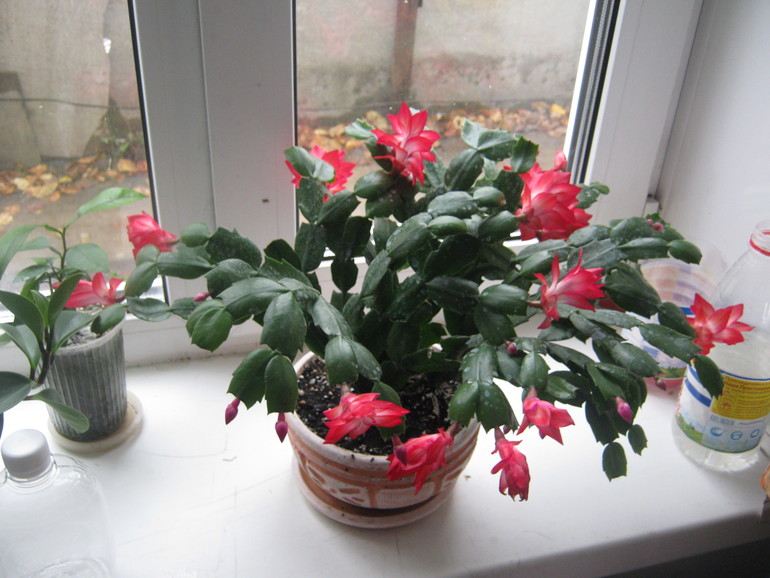 моя красавица шлюмпочка (декабрист)