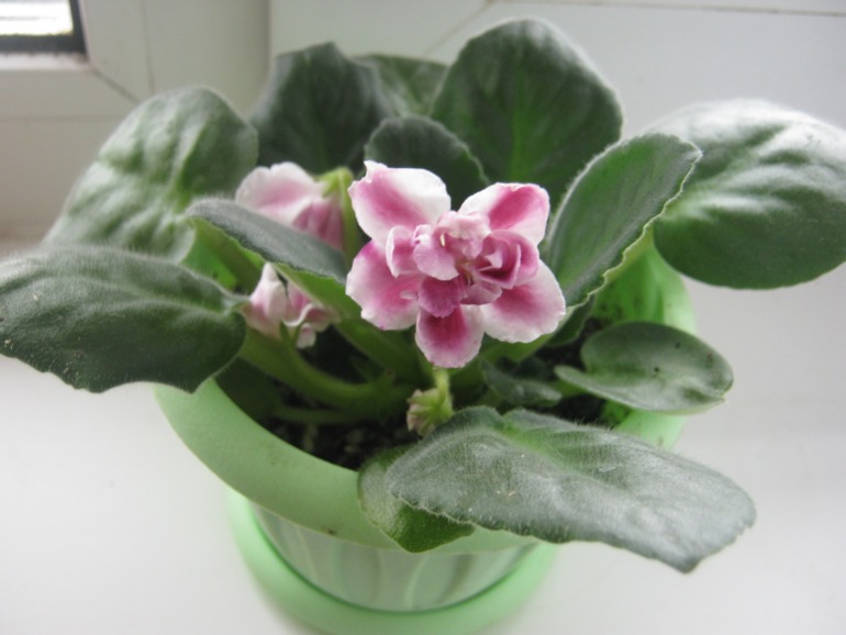 Девочки- фиалководы с опытом подскажите?