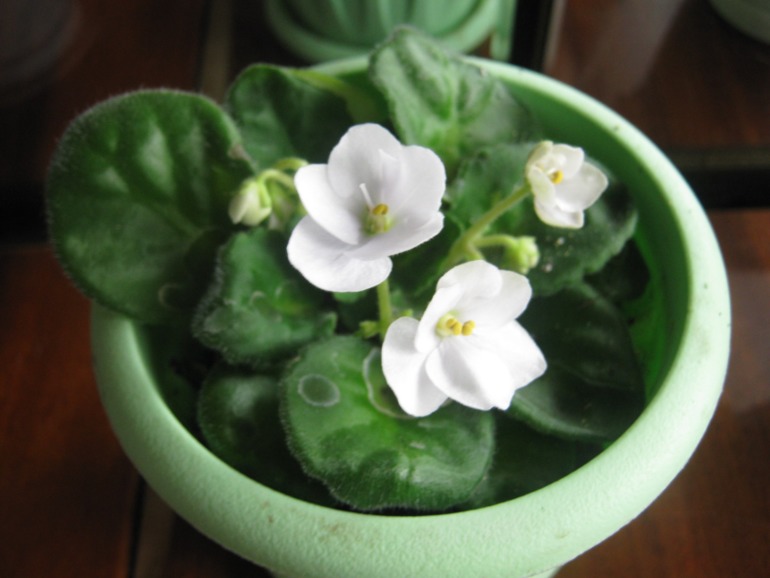 Девочки- фиалководы с опытом подскажите?