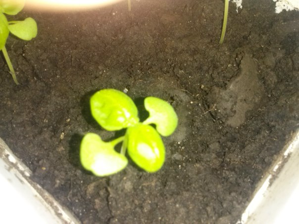 Базилик, быть или не быть(((