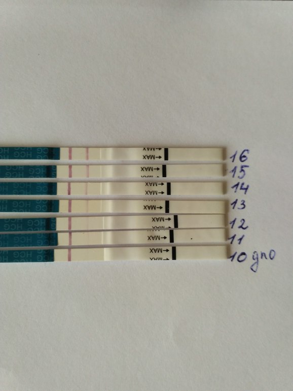 Динамика теста. Динамика тестов. Динамика тестов на беременность. Динамика тестов до задержки. Фото тестов в динамике.
