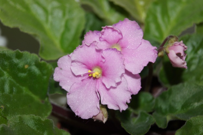 Мои фиалочки