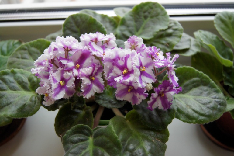 Мои фиалочки