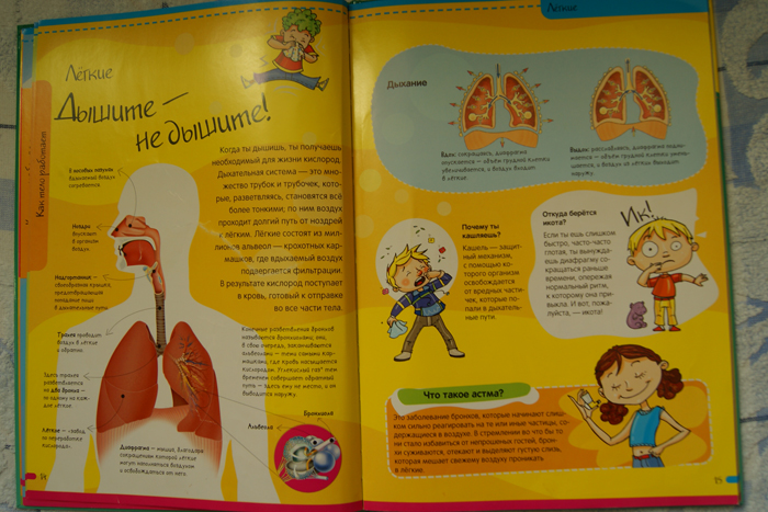 Нескучная Анатомия. Лабиринт