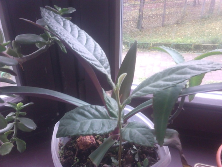 ВЫРОСЛО САМО) только кто это?