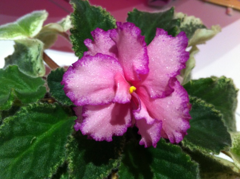 Цветут мои фиалочки.