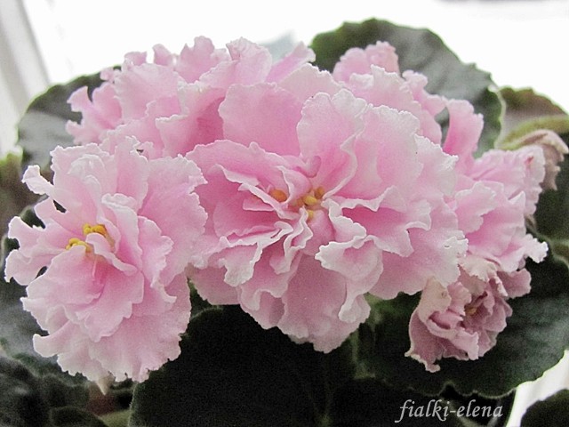 Продам детки от фиалок. Бабушкинская