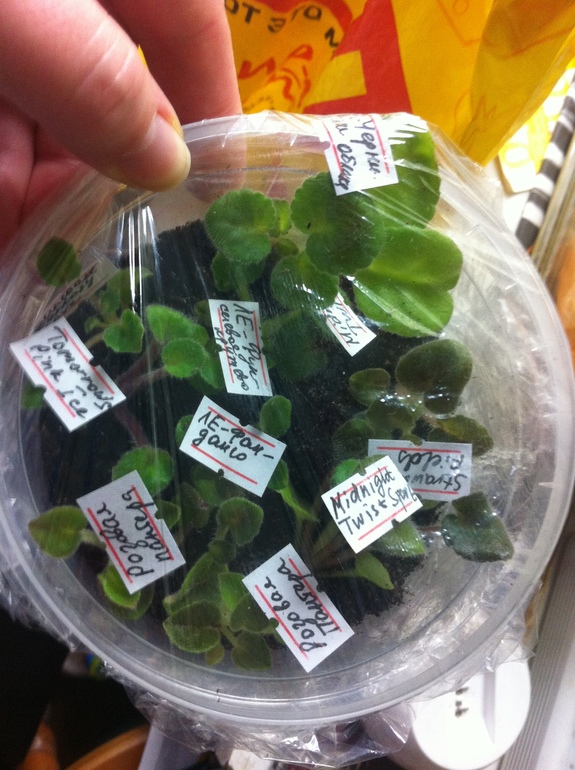 Продам детки фиалок. Бабушкинская. ВСЕ ЗАБРОНИРОВАНО