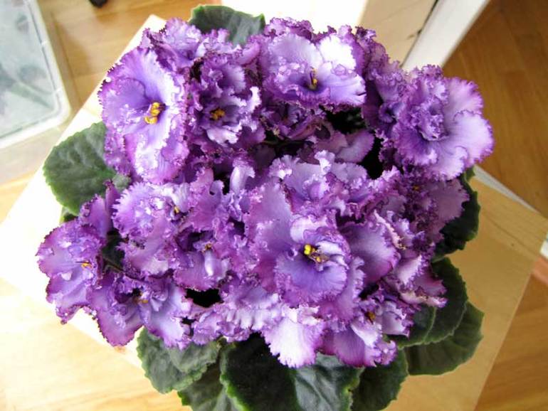 Продам детки от фиалок. Бабушкинская