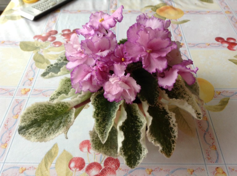 Цветут мои фиалочки.