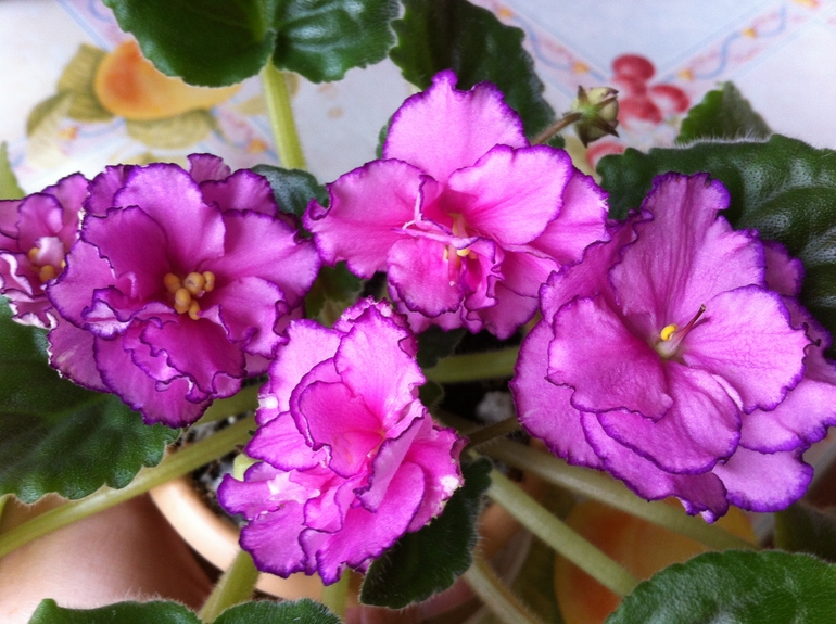 Девочки, заберите СРОЧНО!! СЕГОДНЯ детки и листики фиалок. Бабушкинская. ОБНОВИЛА ПОСТ 03.10