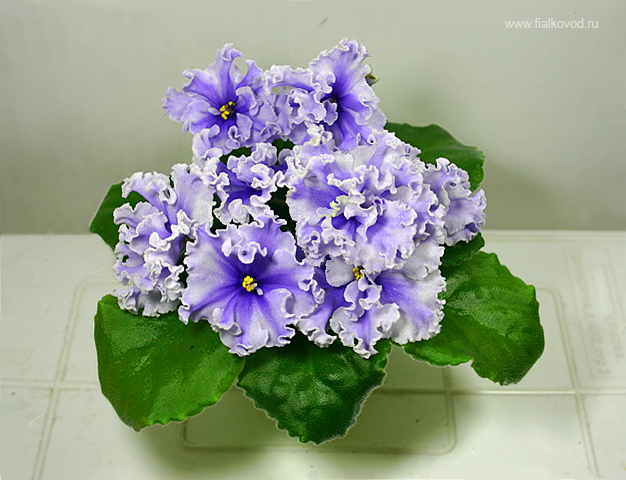 Девочки, заберите СРОЧНО!! детки и листики фиалок. Бабушкинская. ОБНОВИЛА ПОСТ 04.10