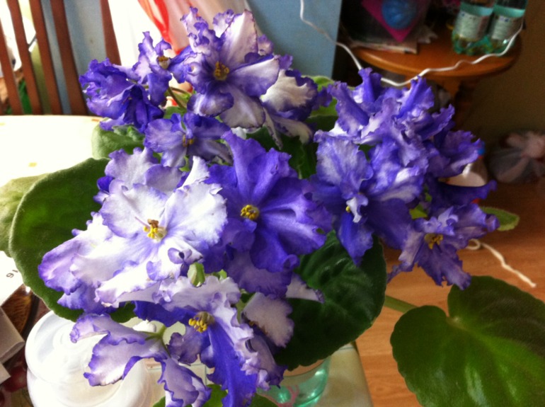 Цветут мои фиалочки.