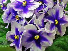 Девочки, заберите СРОЧНО!! детки и листики фиалок. Бабушкинская. ОБНОВИЛА ПОСТ 04.10