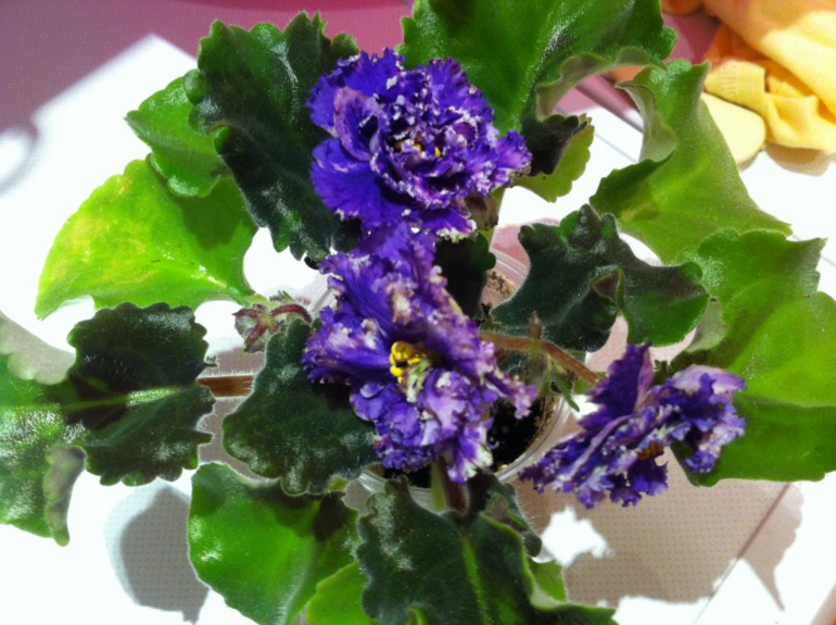 Цветут мои фиалочки.